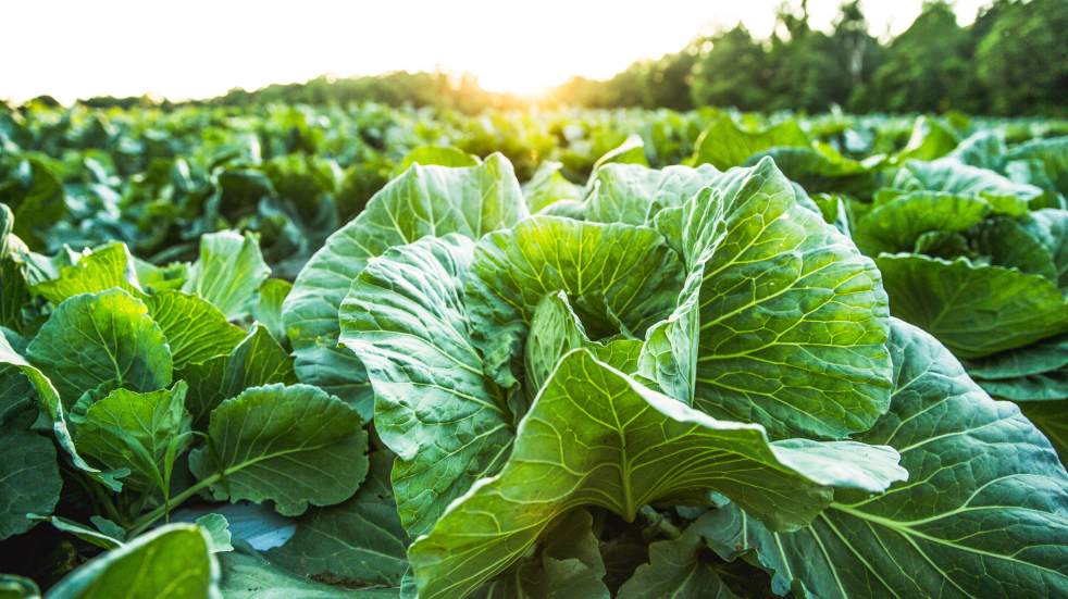 cabbages growing in fields